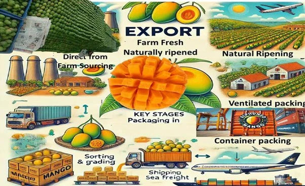 The Global Journey of Mangoes: From Indian Farms to International Markets